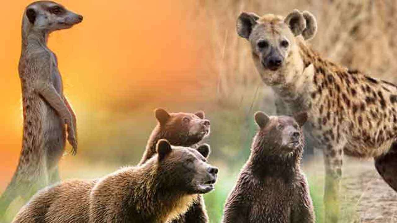 மக்கள் பார்வைக்காக இலங்கைக்கு கொண்டுவரப்பட்ட விலங்குகள்!