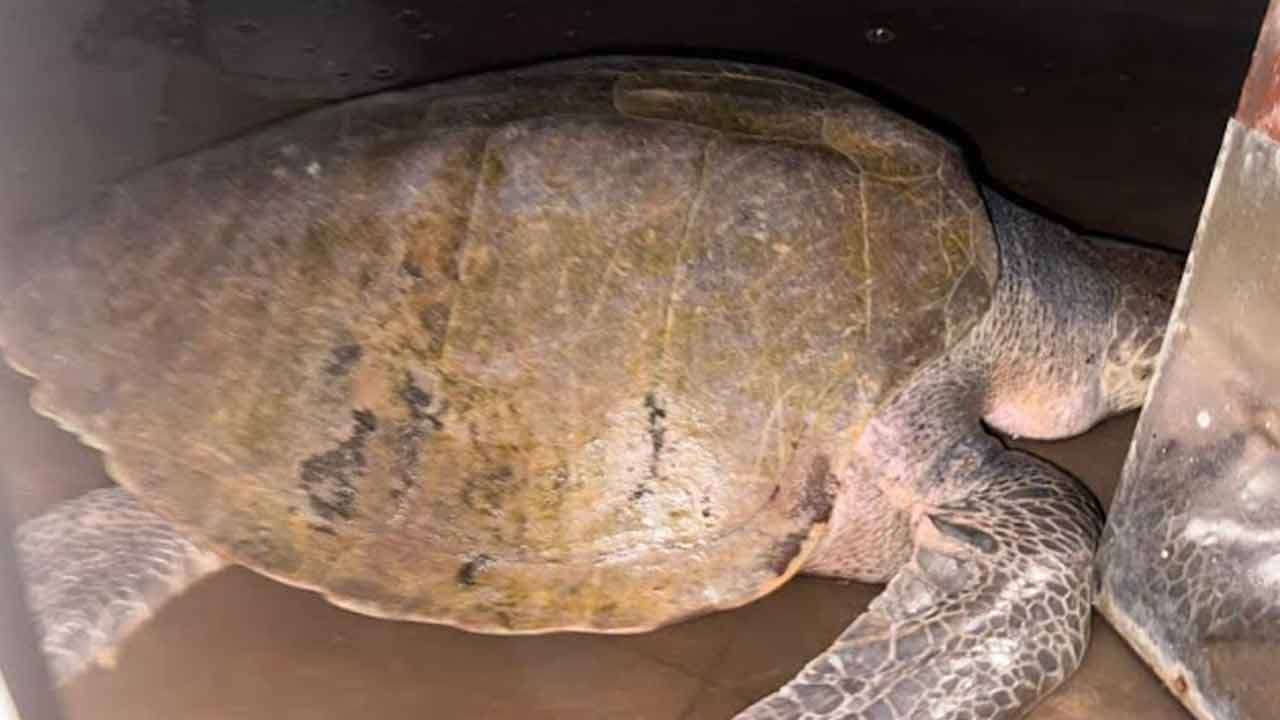 கடலாமையுடன் ஒருவர் கைது