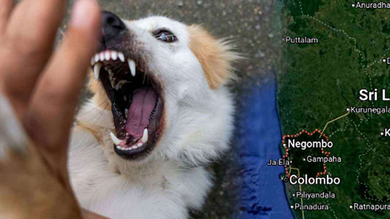 நாய் கடிக்கு இலக்கானவர்களில் அதிகமானோர் கம்பஹாவில்