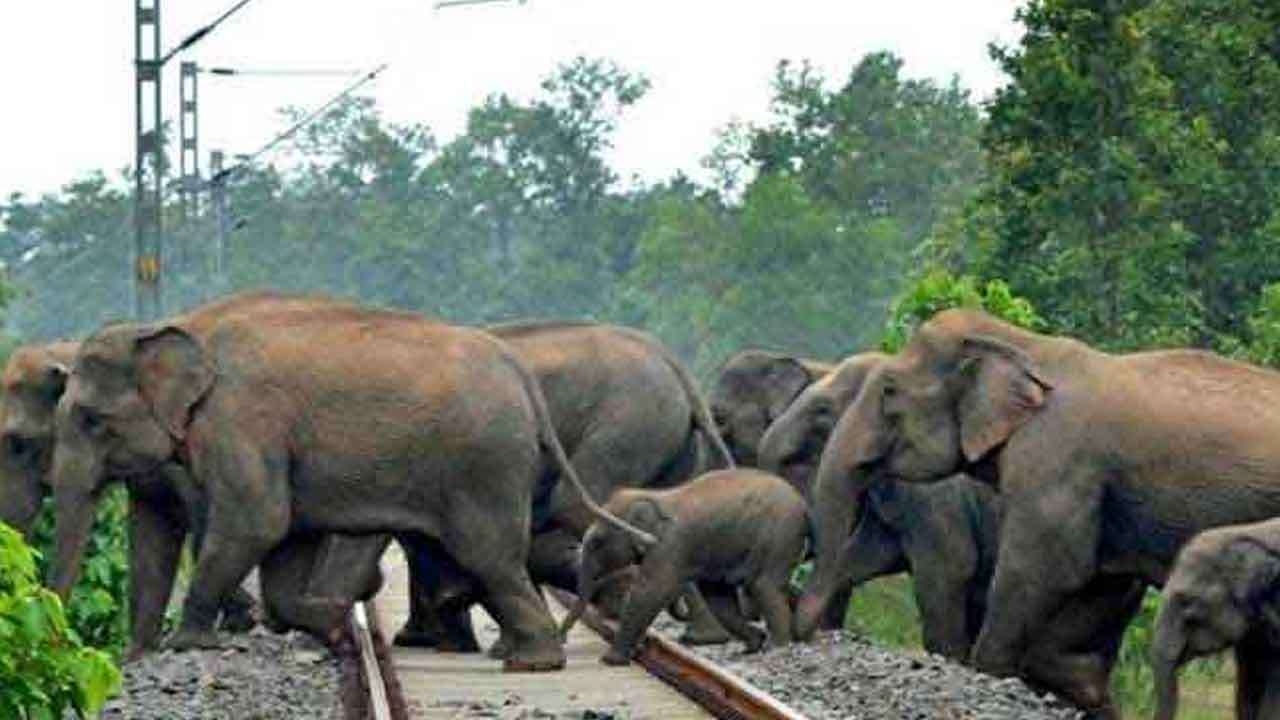  காட்டு யானைகள் ரயில்களில் மோதுவதைத் தடுக்க பல தீர்மானங்கள்