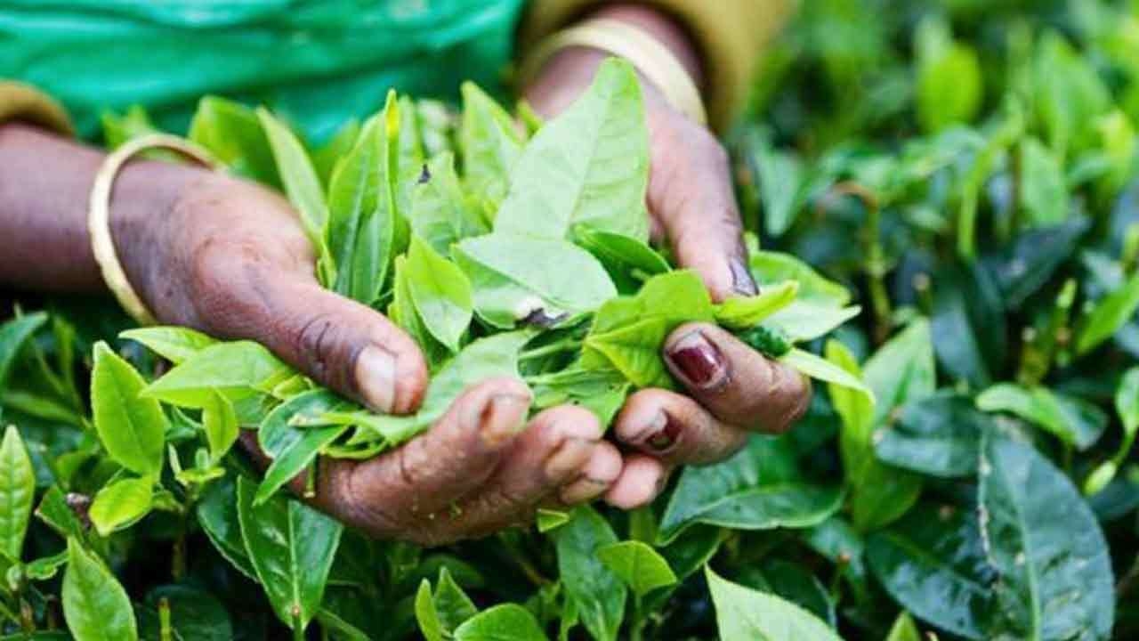 தேயிலைத் தொழிலை மேம்படுத்த அரசாங்கம் நடவடிக்கை
