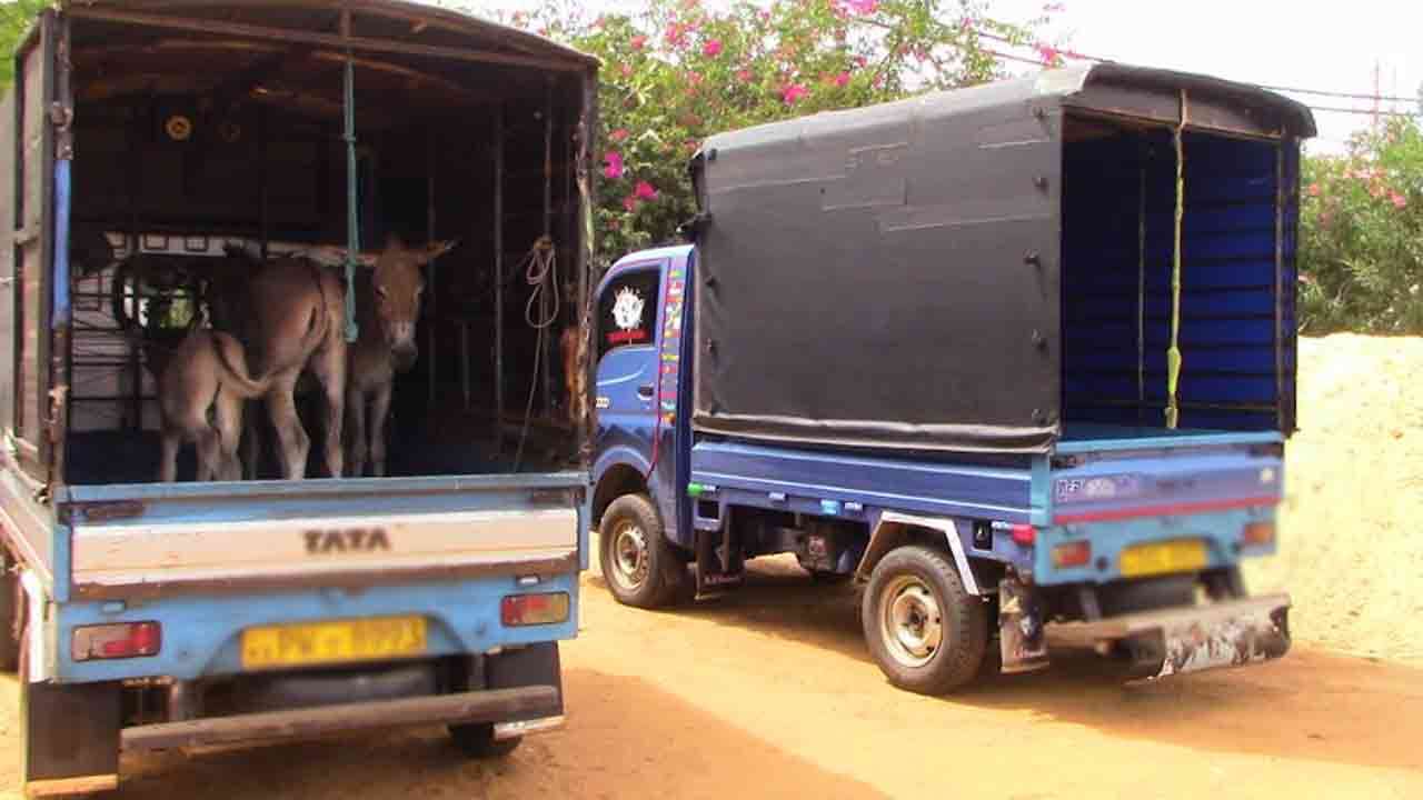 ஆறு கழுதைகளுடன் இருவர் கைது