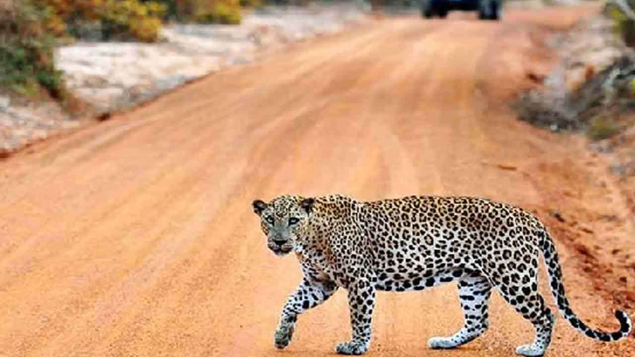 திடீரென மூடப்பட்ட யால தேசிய பூங்கா