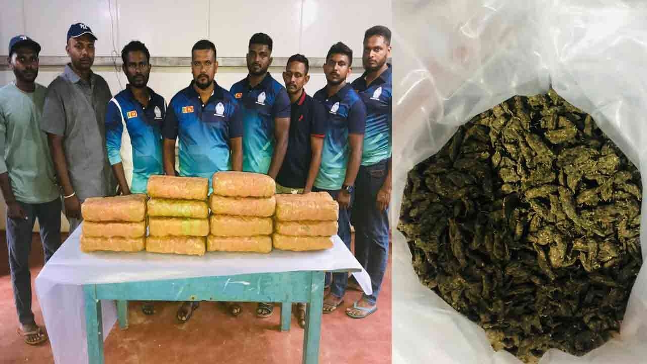 பல இலட்சம் ரூபாய் பெறுமதியான கேரள கஞ்சாவுடன் ஒருவர் கைது!