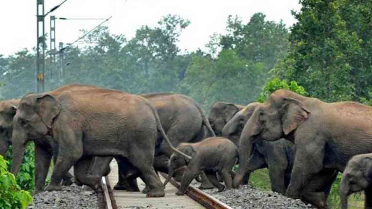 யானை - ரயில் விபத்து தொடர்பில் உயர் நீதிமன்றில் மனு தாக்கல்