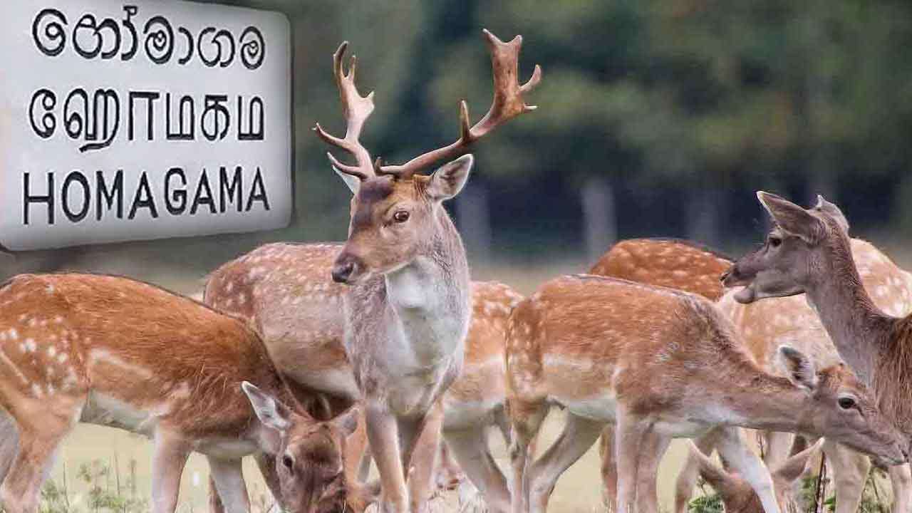ஹோமாகமவில் சுற்றித்திரியும் மான் கூட்டங்கள் இடமாற்றப்படுமா?