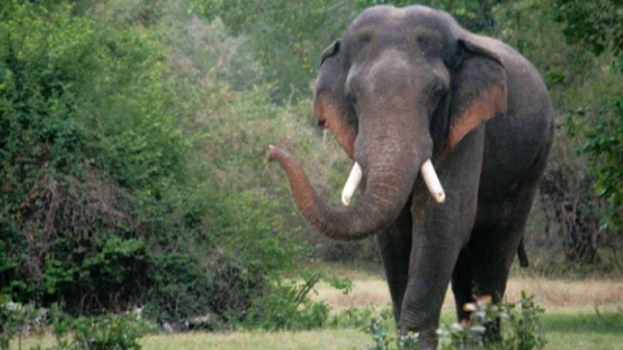 காட்டு யானை தாக்கியதில் நபரொருவர் மரணம்