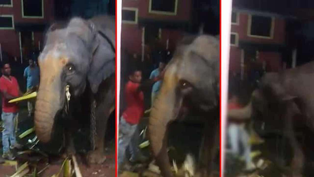 கோவில் திருவிழாவில் நபரொருவரை தாக்கிய யானை
