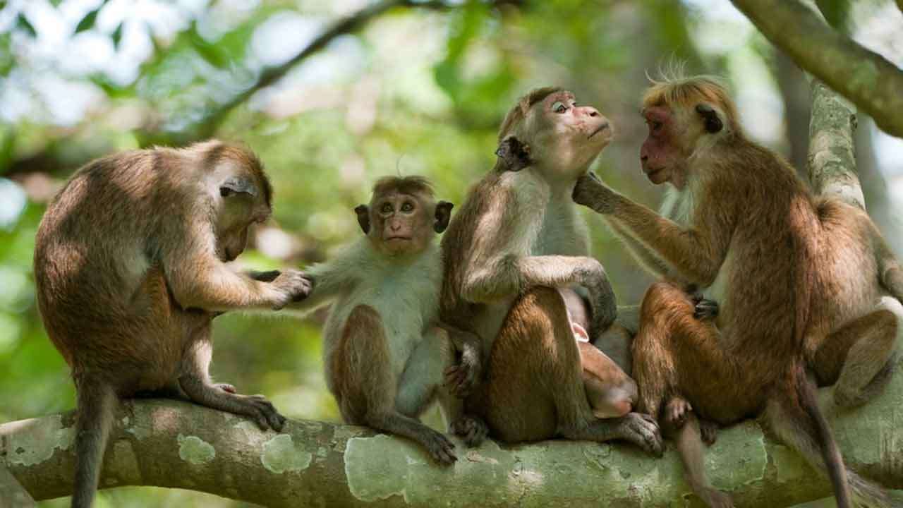 வன உயிரினங்கள் பற்றிய தேசிய கணக்கெடுப்பு நாளை
