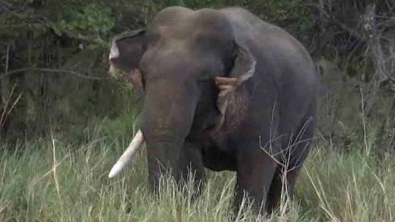 யுனிகோன் யானை சுட்டுக் கொல்லப்பட்டதாக தகவல்