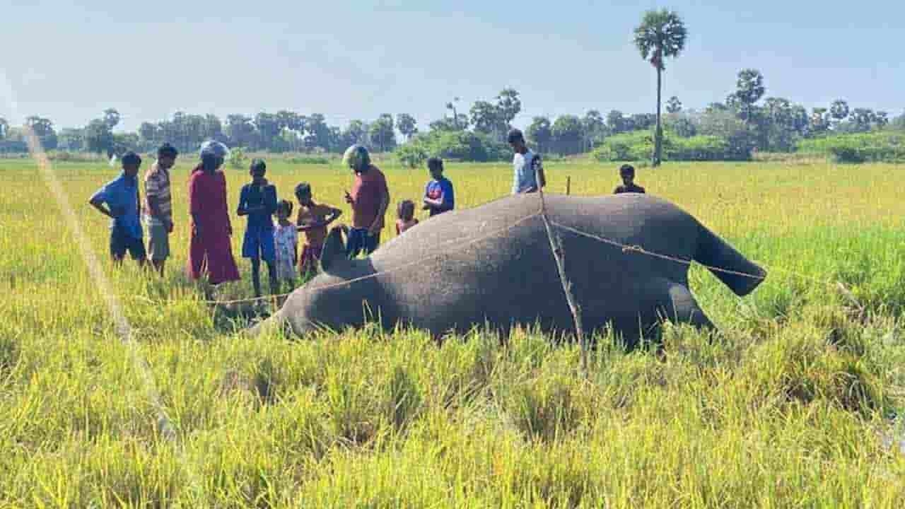 உயிரிழந்த நிலையில் யானை மீட்பு