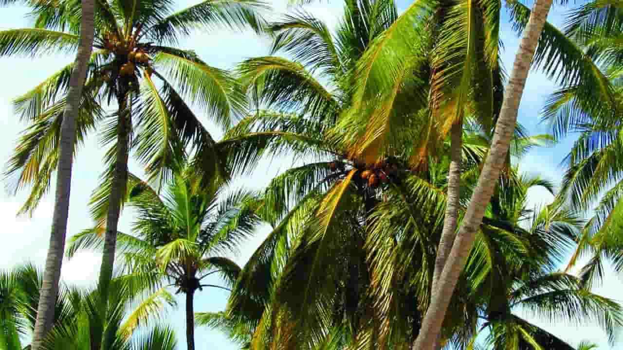 தென்னந்தோப்பு உரிமையாளர்களுக்கு உர மானியம்