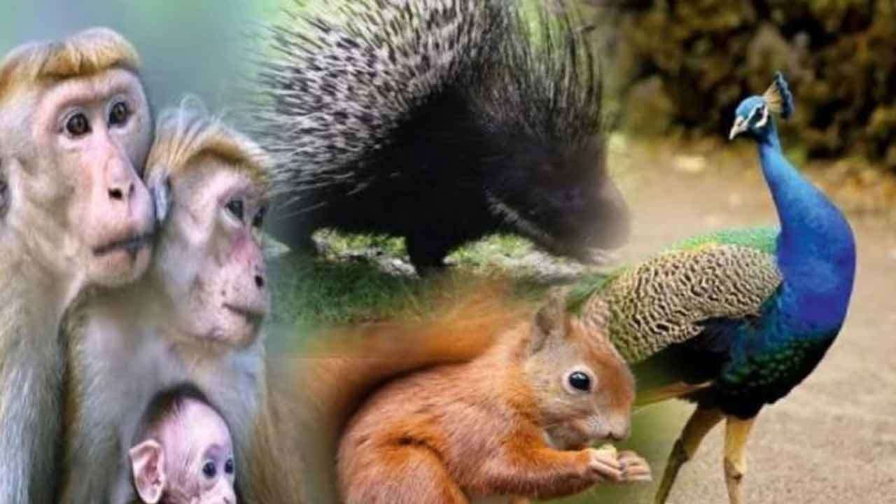 வன உயிரினங்கள் பற்றிய கணக்கெடுப்பு அறிக்கை நாளை வௌியீடு