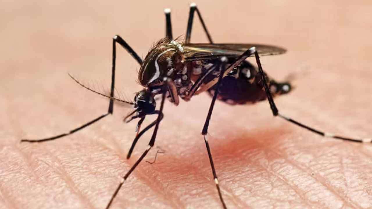நுளம்புகளுக்கு எமனாகும் மனித இரத்தம்!
