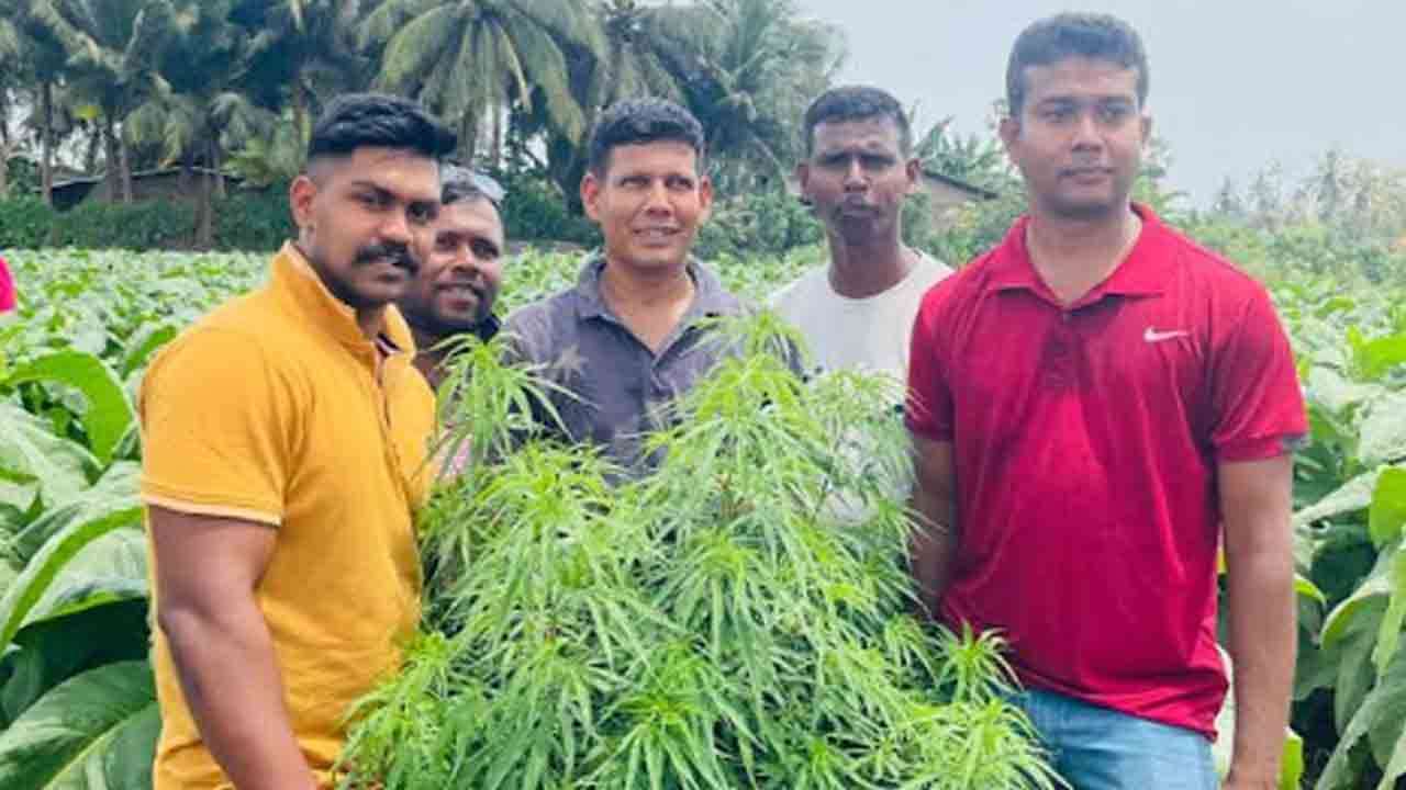 யாழில் கஞ்சா செடியுடன் ஒருவர் கைது