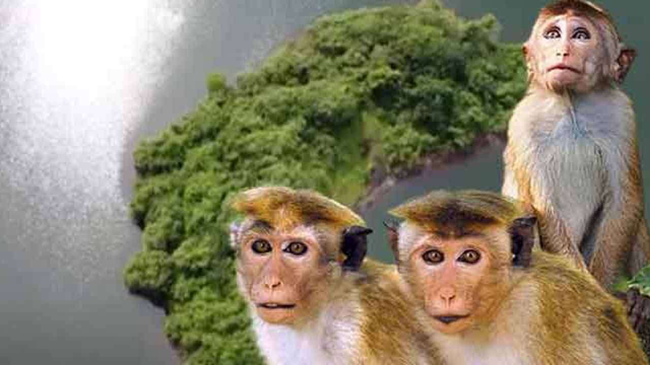 கண்டியில் உள்ள குரங்குகளை இடமாற்ற நடவடிக்கை