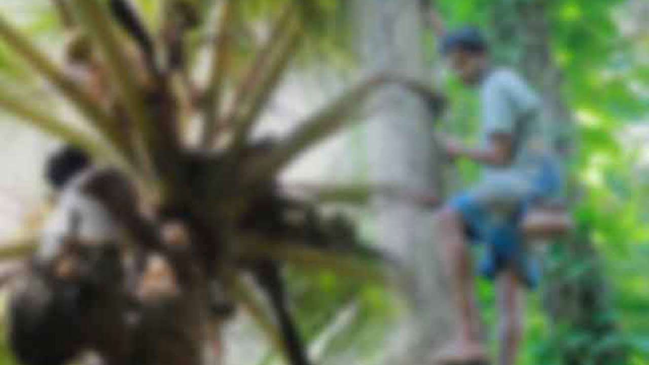 கித்துள், தென்னை மற்றும் பனை தொழிலாளர்களுக்கு உயிர் காப்புறுதி