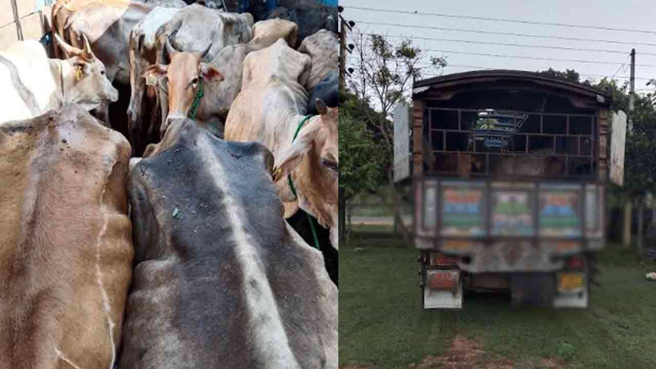 வவுனியா - பூவரசன்குளம் பொலிஸாரால் மூவர் கைது: 20 மாடுகள் மீட்பு