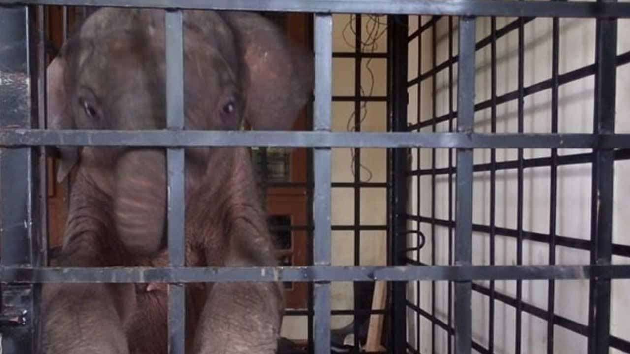 காணாமல் போன குட்டி யானை வனவிலங்கு அதிகாரிகளிடம் ஒப்படைப்பு