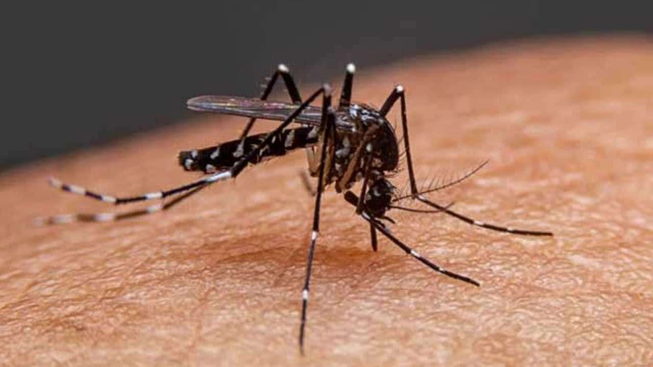 மீண்டும் தலைதூக்கும் 'சிக்குன்குனியா'