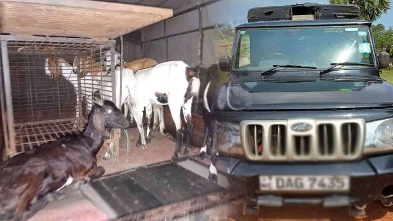 கால்நடை திருட்டில் ஈடுபட்டுவந்த திருடர் குழு!