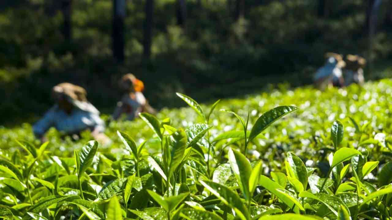 பெருந்தோட்டத் துறைக்கு இரண்டு புதிய சட்டங்கள் - அமைச்சரவை அனுமதி