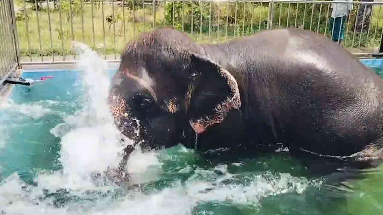 ஆனந்தமாக ஆட்டம் போட்ட ராமலெட்சுமி யானை