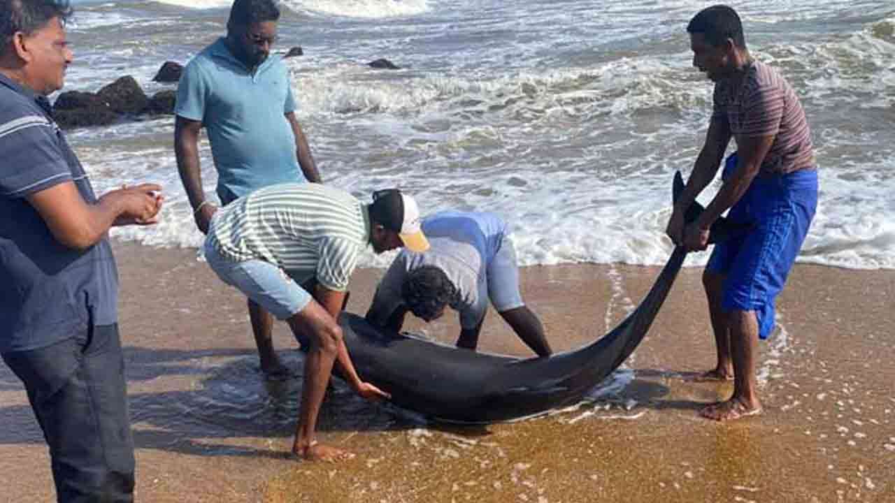 களுத்துறையில் கரையொதுங்கிய டொல்பின்கள்
