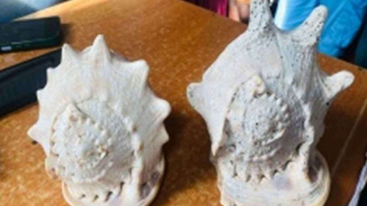 வலம்புரி சங்குகளை விற்க முயன்ற நால்வர் சிக்கினர்