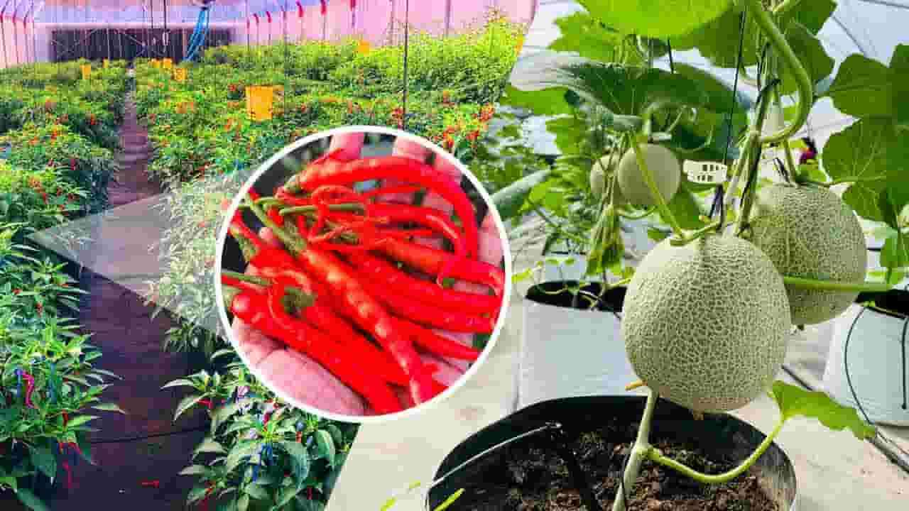மாறும் வானிலை நிபந்தனைகளுக்கேற்ப விளைச்சலை அதிகரிக்க DIM0 Agritech இன் புதிய தொழில்நுட்ப தீர்வுகள் அறிமுகம்!
