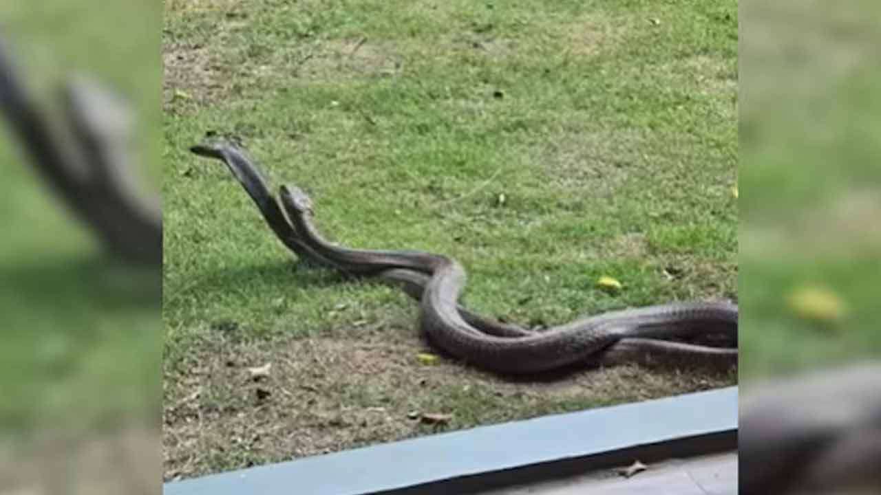 ஹோட்டல் கதவை திறந்தவருக்கு காத்திருந்த அதிர்ச்சி - பதறவைக்கும் வீடியோ