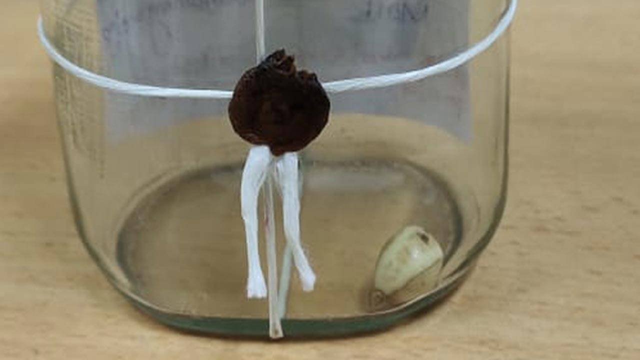 கஜமுத்துவுடன் கைதான இருவர்