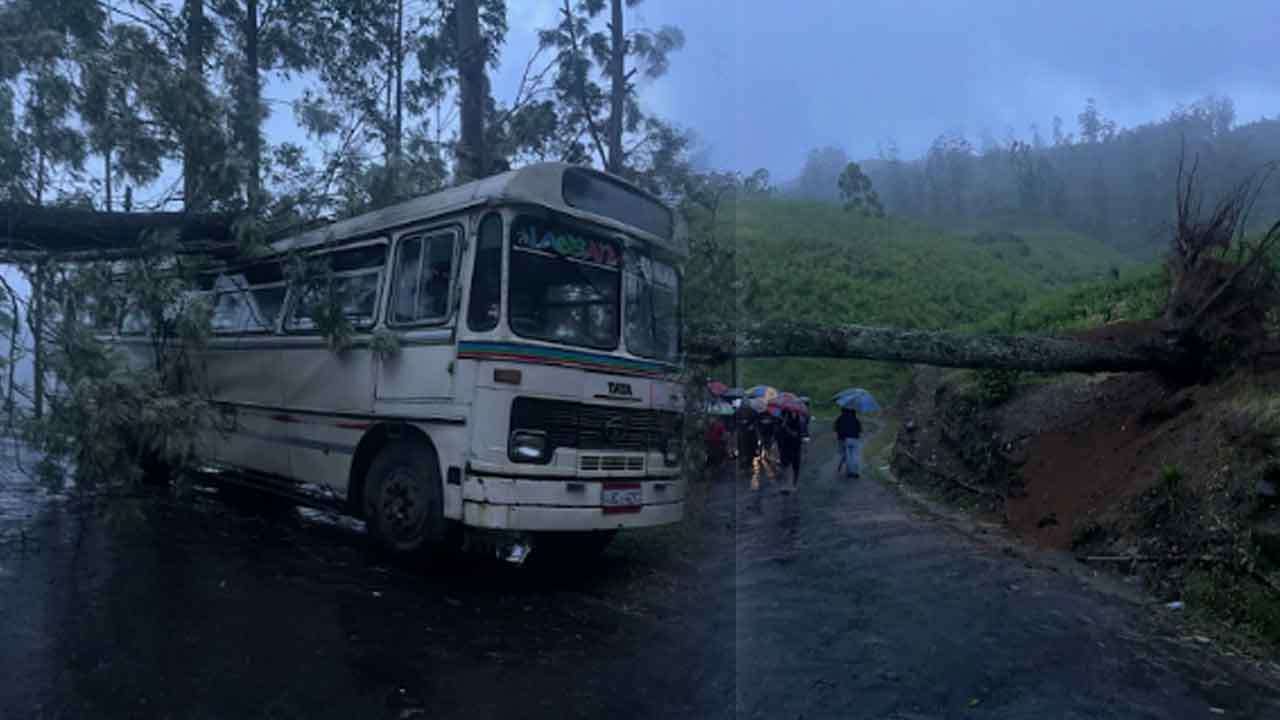 பேருந்து மீது சரிந்து விழுந்த பாரிய மரம்