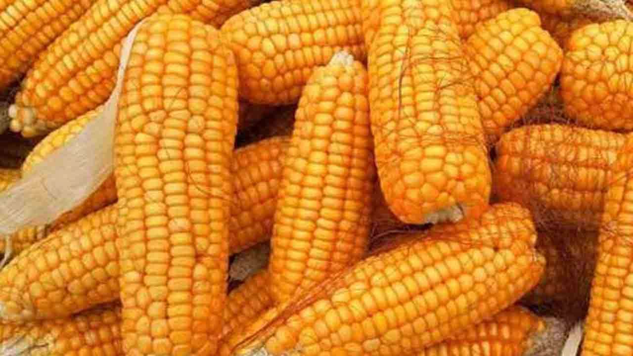 திரிபோஷ உற்பத்திக்கு தேவையான சோளத்தை இறக்குமதி செய்ய அனுமதி