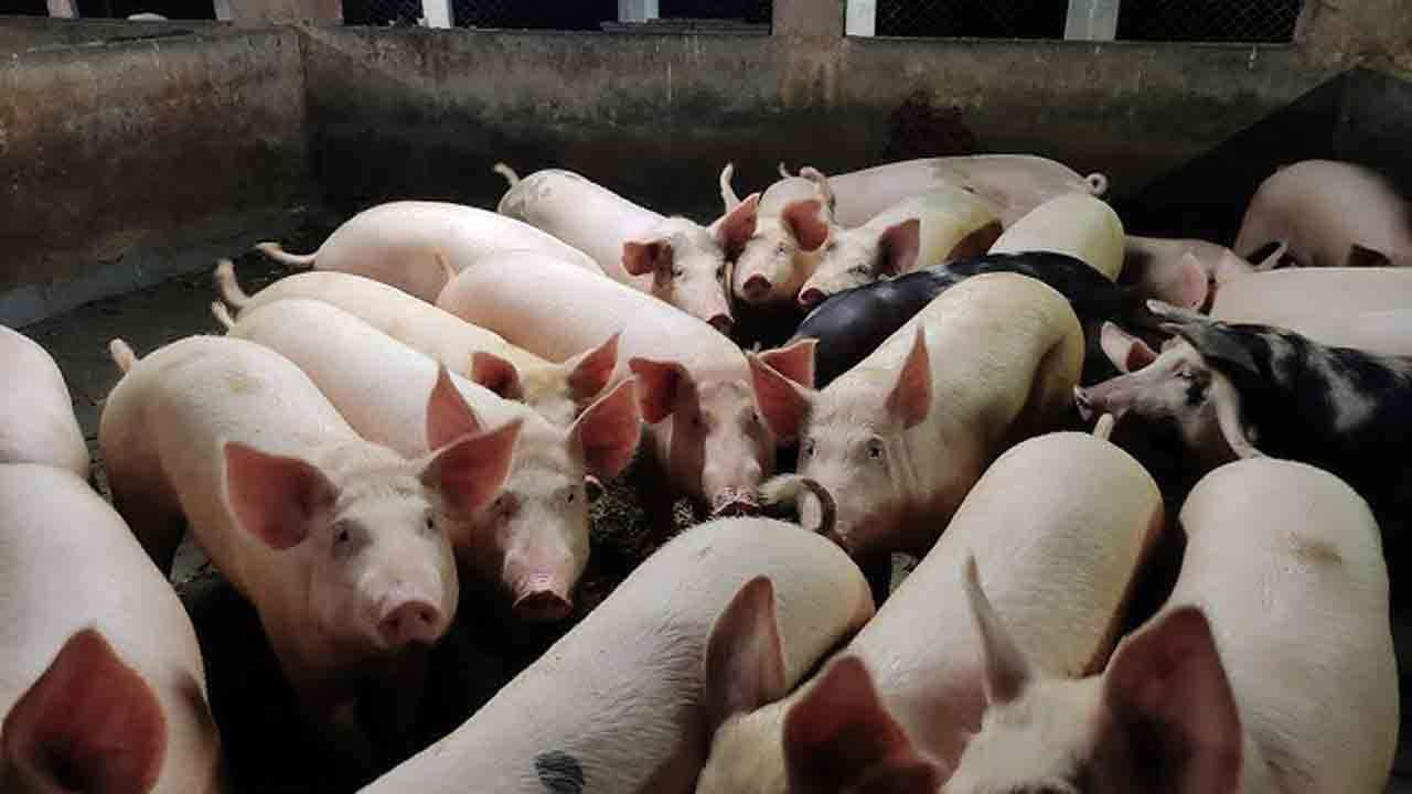 பன்றி வளர்ப்பு கைத்தொழிலை மேம்படுத்த செயலணி