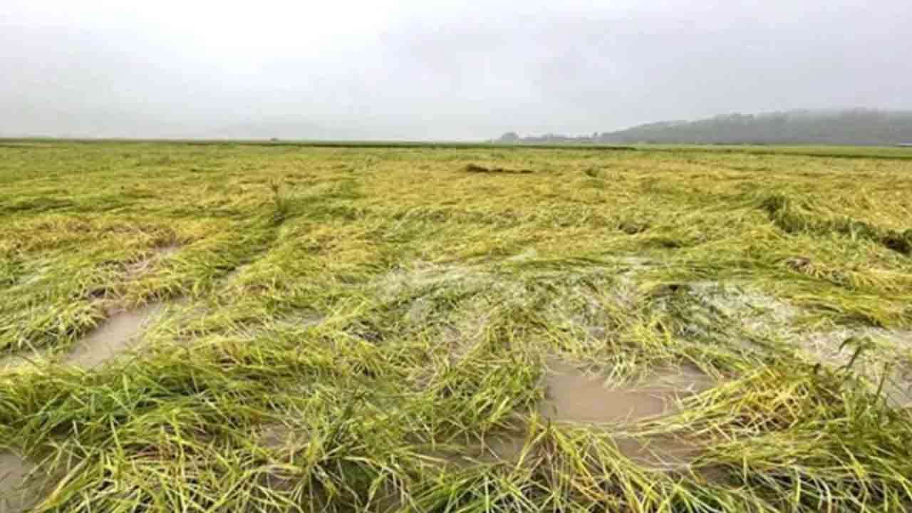 பயிர் சேதம் குறித்து அறிவிக்க தொலைபேசி இலக்கம்