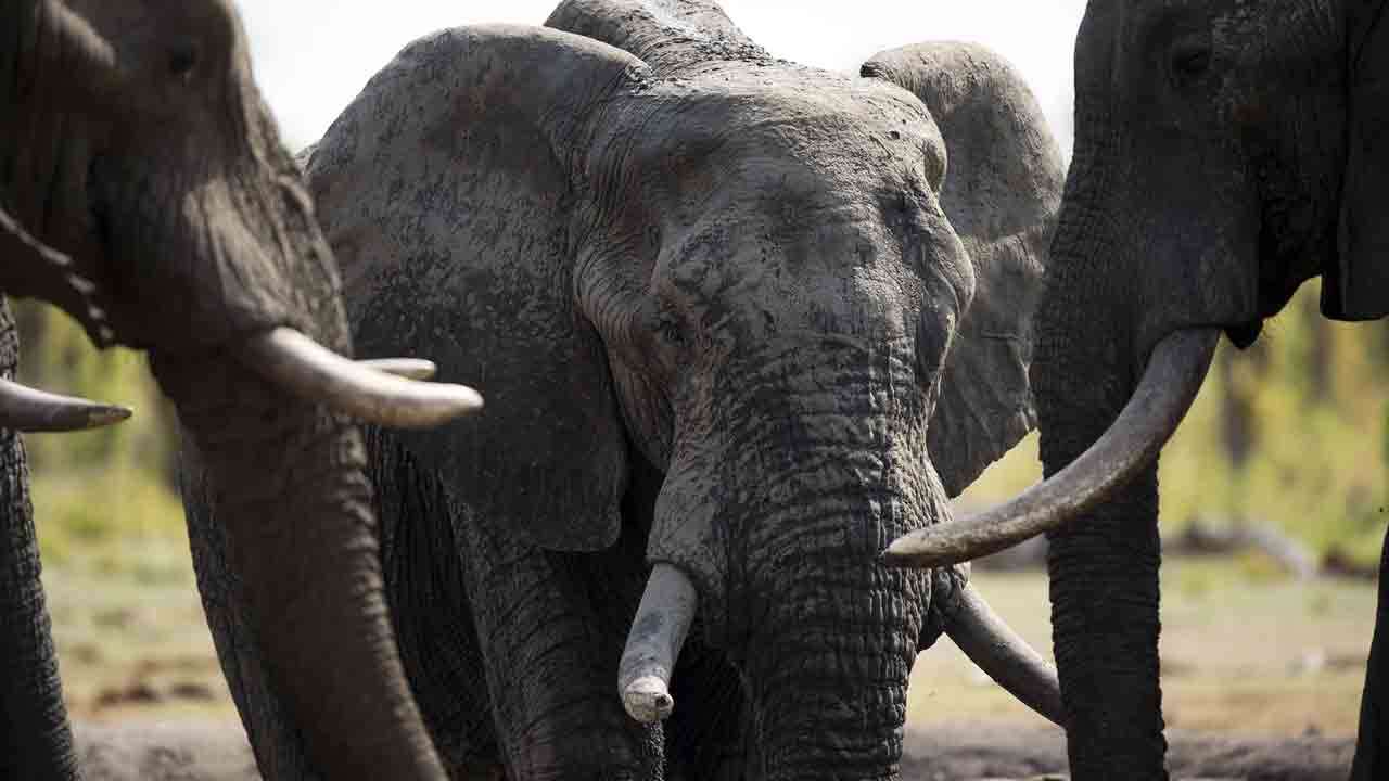 யானைகளை கொல்ல திட்டம்!