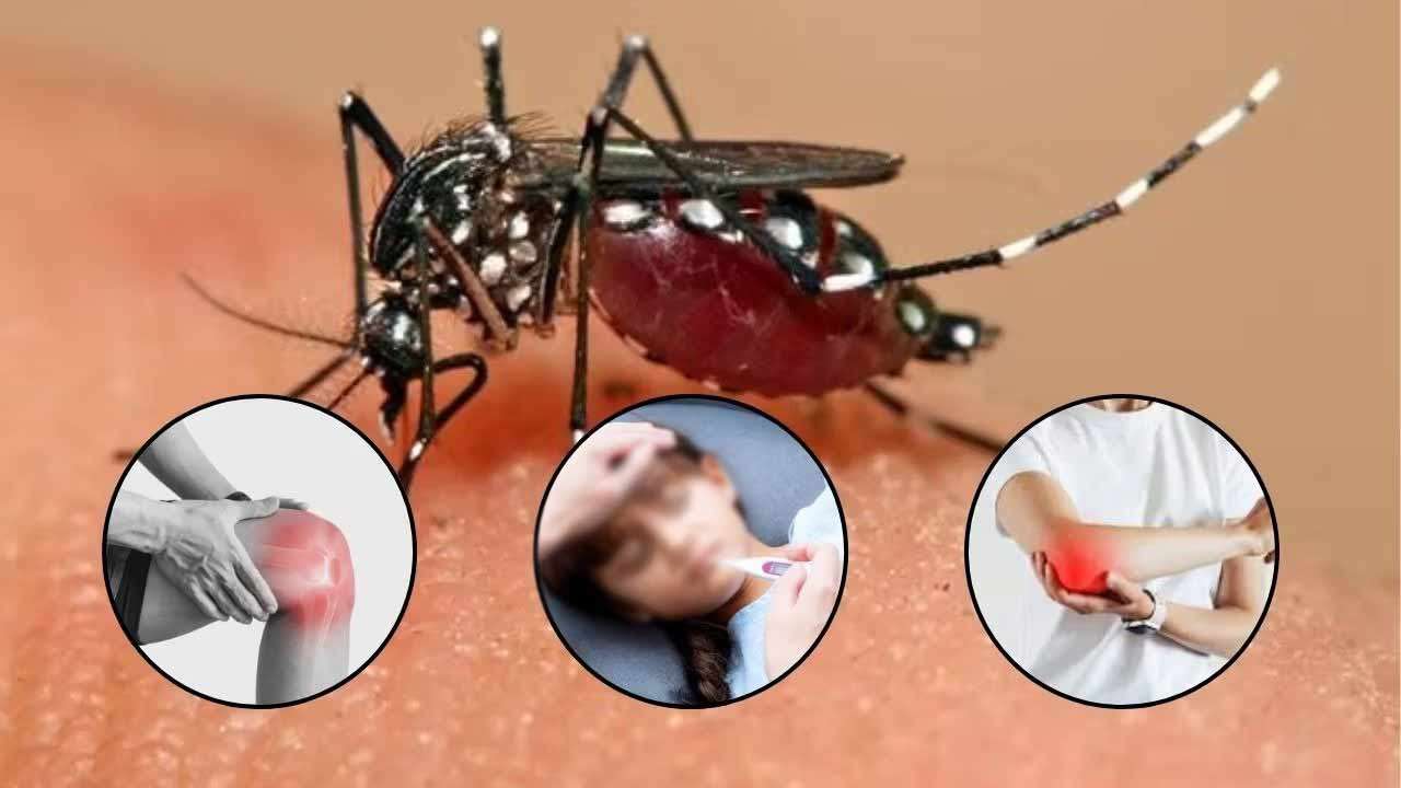 மேல் மாகாணத்தில் அதிகரித்துவரும் சிக்குன்குன்யா!