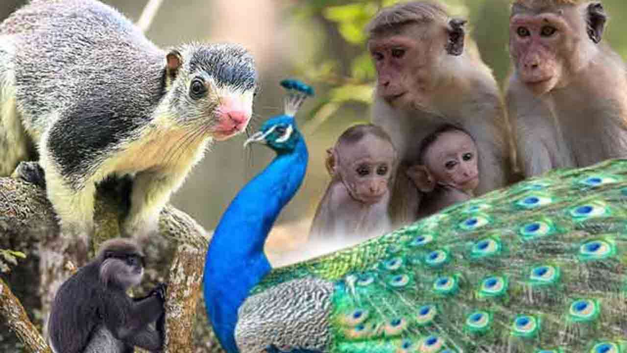 தேசிய விலங்குகள் கணக்கெடுப்பின் பரிந்துரைகள் இதோ