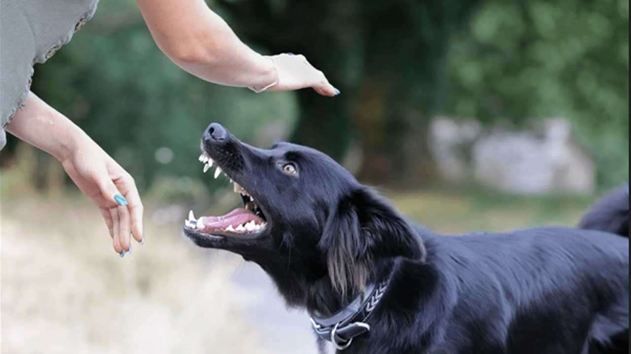 நாய் கடித்த பெண்ணுக்கு 40 ஆயிரம் ரூபா அபதாரம் செலுத்திய உரிமையாளர்!