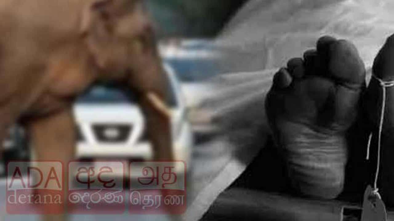 காட்டு யானை தாக்கி பொலிஸ் அதிகாரி பலி