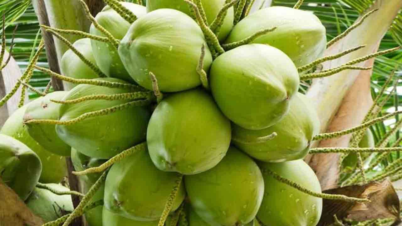 யாழில் தென்னை பயிர்ச்செய்கை சபையின் விசேட வேலைத்திட்டம்