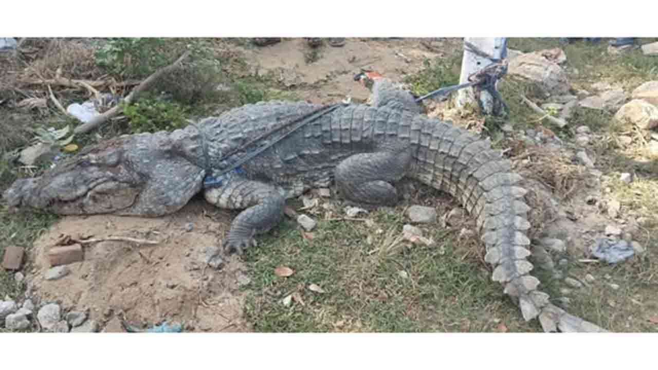 மக்களுக்கு அச்சுறுத்தலாக இருந்த இராட்சத முதலை பிடிப்பு