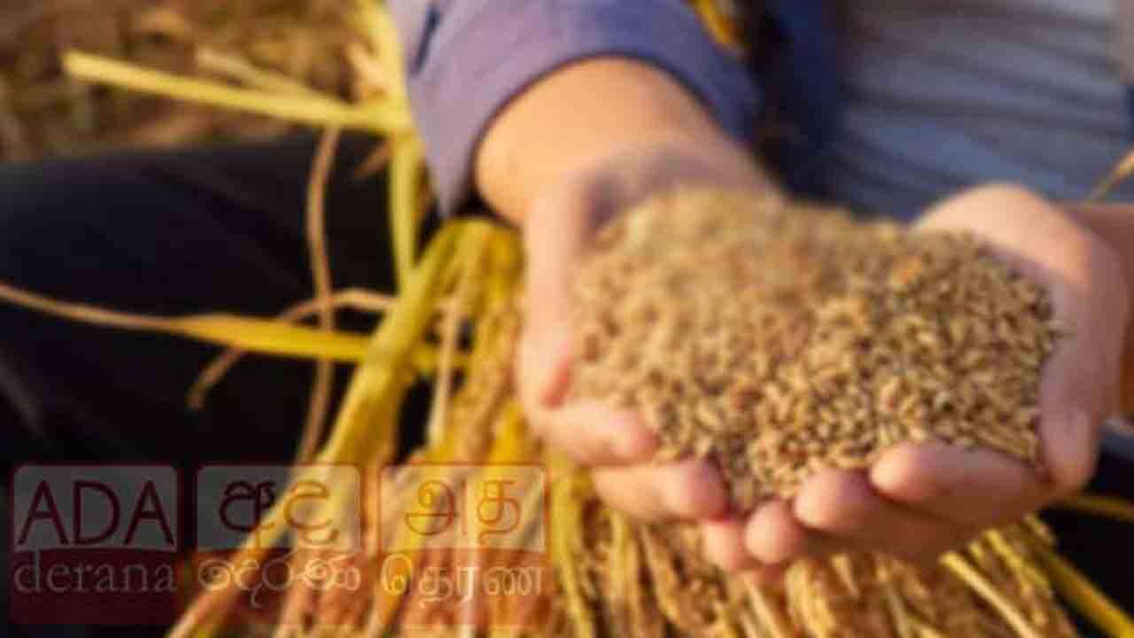 சிறுபோக நெல் அறுவடை தொடர்பில் விசேட அறிவிப்பு