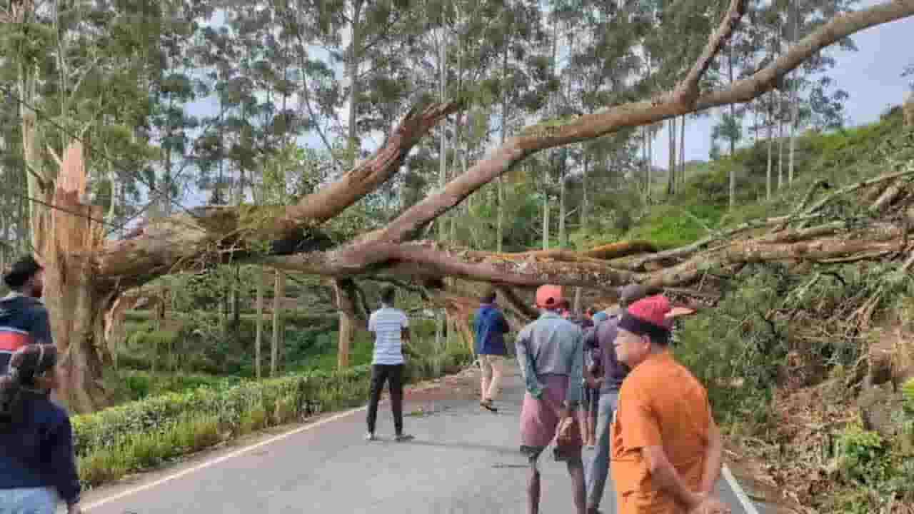 ஹட்டன் - மஸ்கெலியா பிரதான வீதியில் விழுந்த மரம்