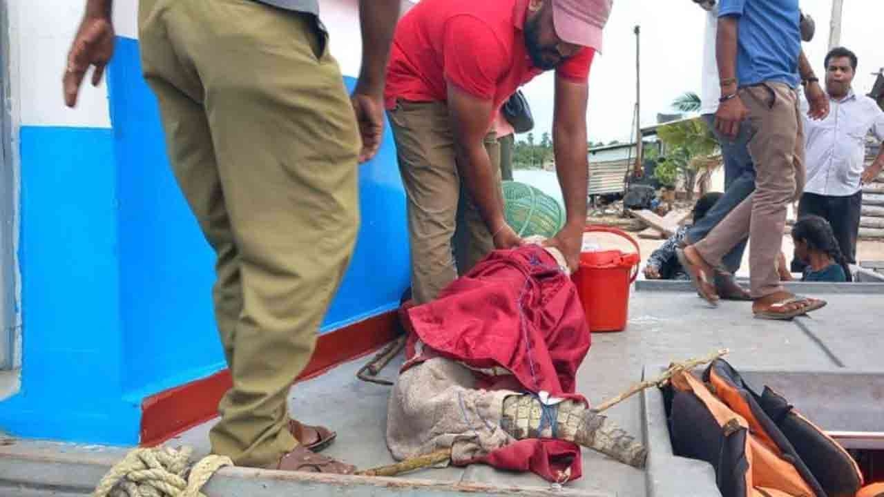  நெடுந்தீவில் உயிருடன் பிடிபட்ட முதலை கிளிநொச்சிக்கு!