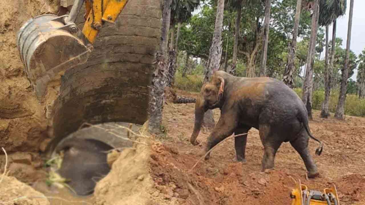 வவுனியாவில் கிணற்றில் தவறி வீழ்ந்த இரு யானைகள்: ஒரு யானை பலி