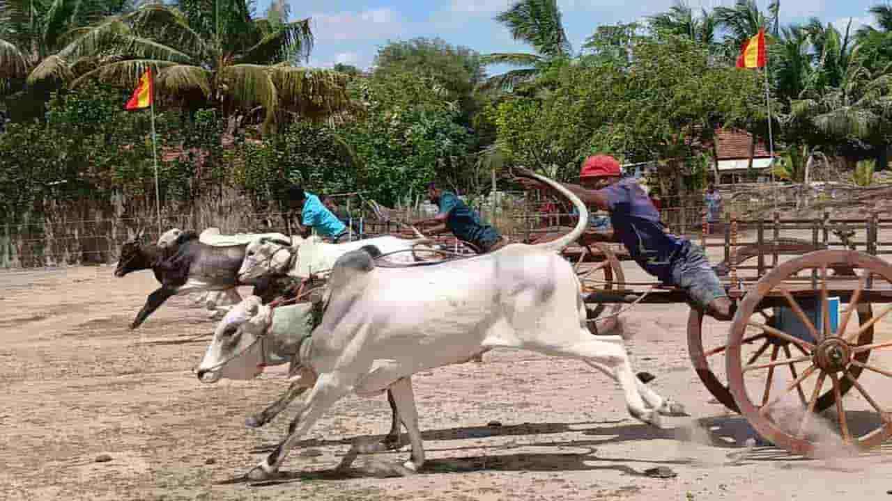 மாட்டு வண்டிச் சவாரிப் போட்டி