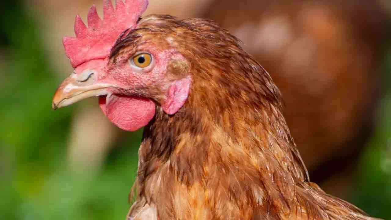 சேவல் கூவியதை கேட்டதே இல்லை!