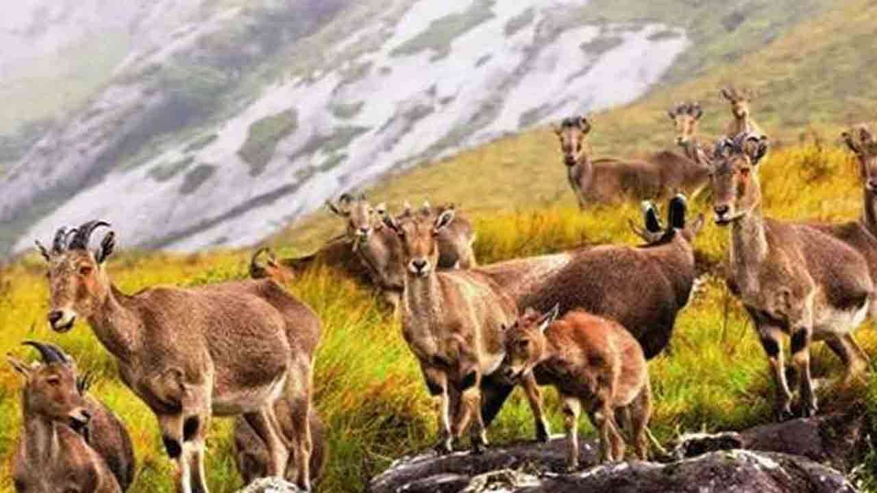 சங்க இலக்கியங்கள் கூறும், வரையாடுகள் பற்றி தெரியுமா? 